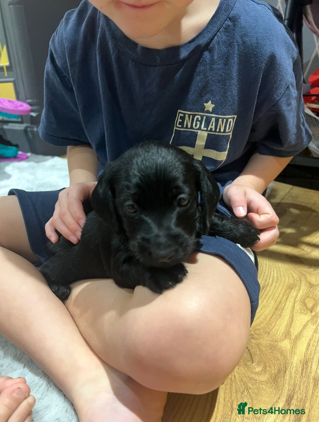 Miniature Dachshund dogs for sale: **Exceptionally well Raised Miniature Dachshunds** - Advert 14