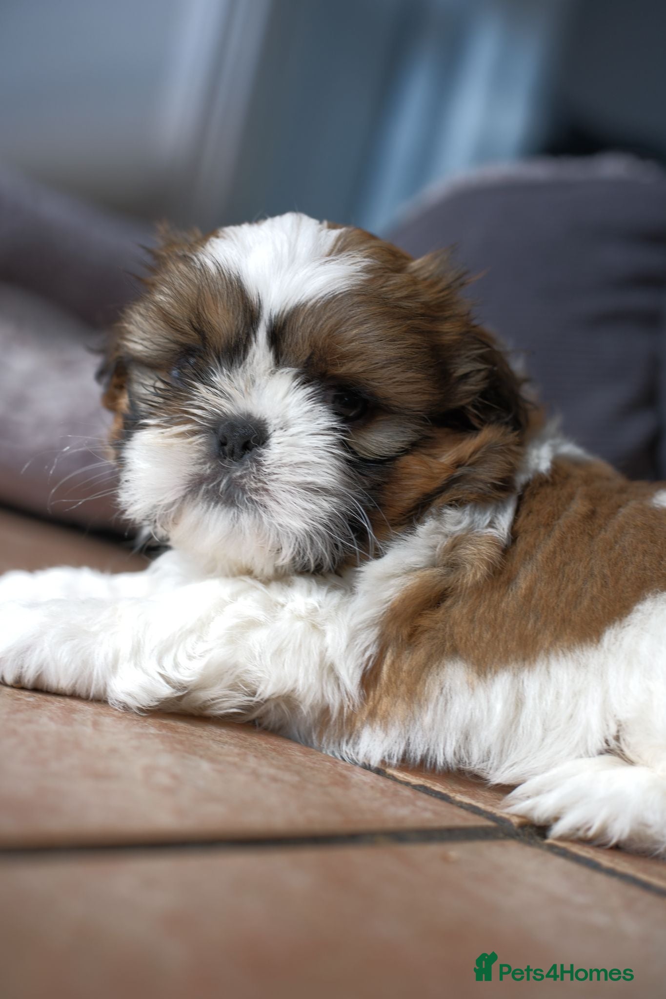Shih Tzu dogs 3 Beautiful shih tzu puppies  - Advert 1