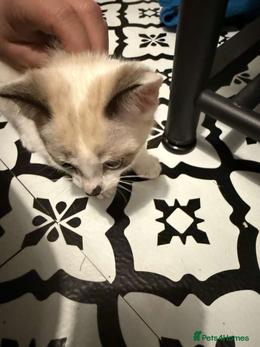 Domestic Shorthair cats for sale: 2 Male 2 female kittens  - Image 13