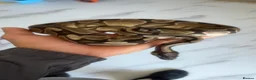 Python Snake reptiles for sale: 2 Royal Python  - Advert 2