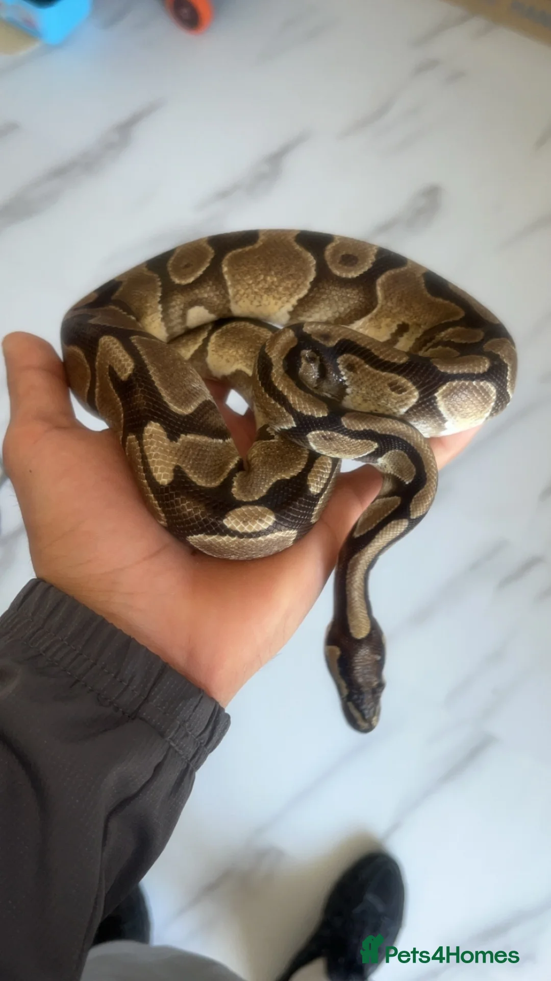 Python Snake reptiles for sale: 2 Royal Python  - Advert 2