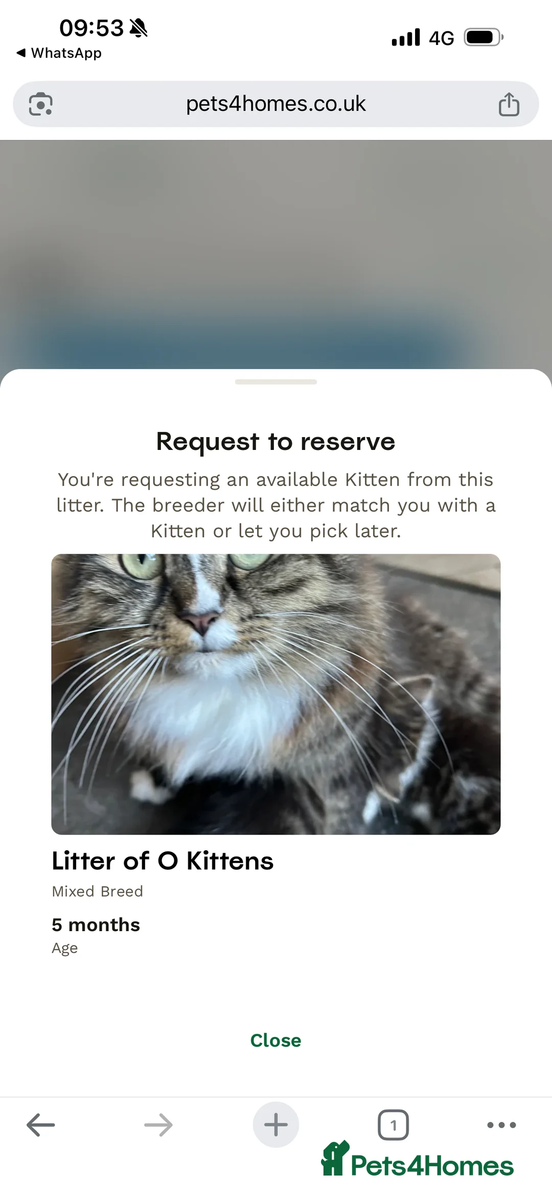 Mixed Breed cats for sale: Two kittens for rehoming - Advert 2