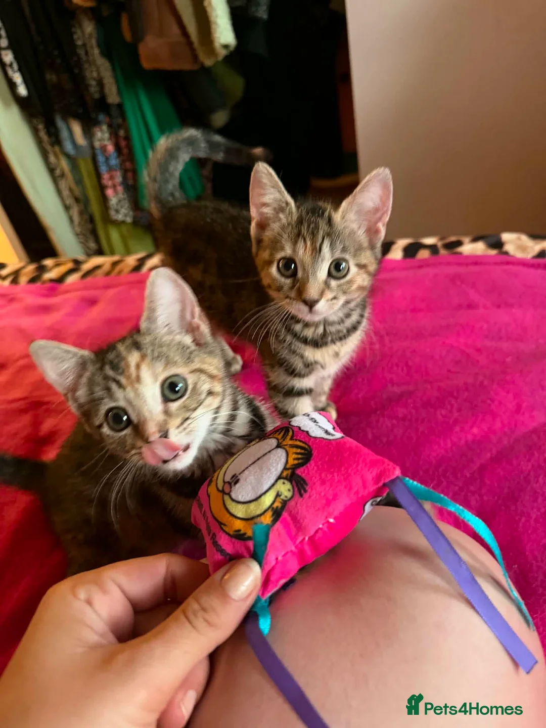 Mixed Breed cats for adoption: Tibby and Libby - Taverham Norfolk  - Advert 2