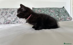 Domestic Shorthair cats for sale: For Sale! Three black cute and lovely kittens  - Image 3