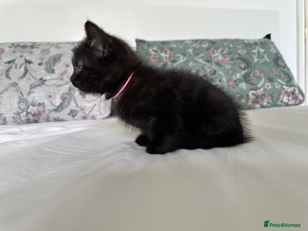 Domestic Shorthair cats for sale: For Sale! Three black cute and lovely kittens  - Image 3
