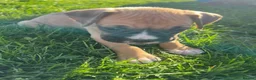Boxer dogs for sale: Fully Health Boxers Puppies in Chester - Advert 2