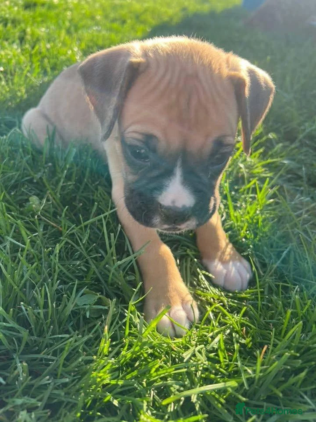 Boxer dogs for sale: Fully Health Boxers Puppies in Chester - Advert 2