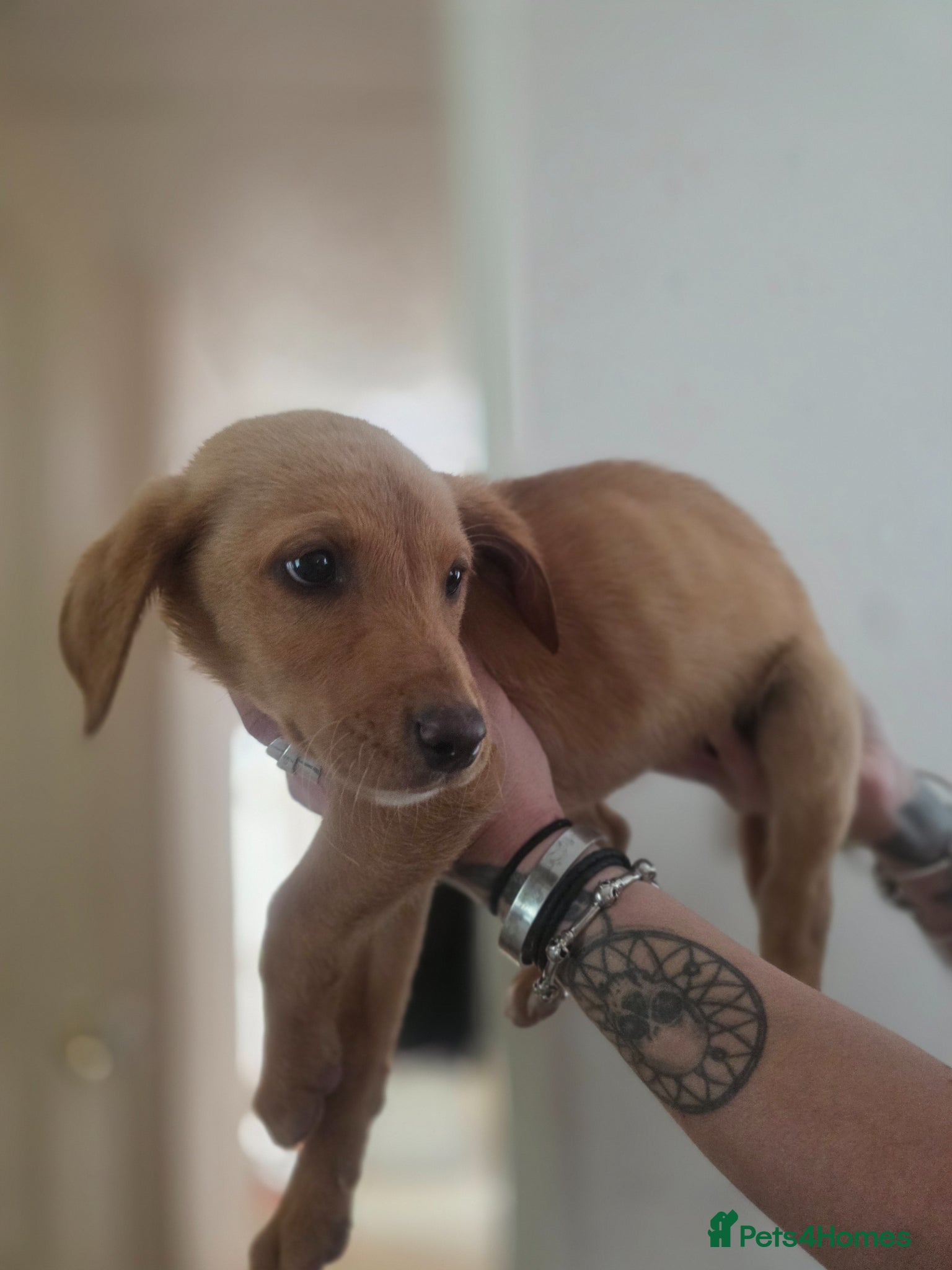 Mixed Breed dogs Red fox lab cross Puppies  - Advert 2