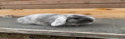 Mini Lop rabbits for sale: Magpie mini lop doe - Advert 2
