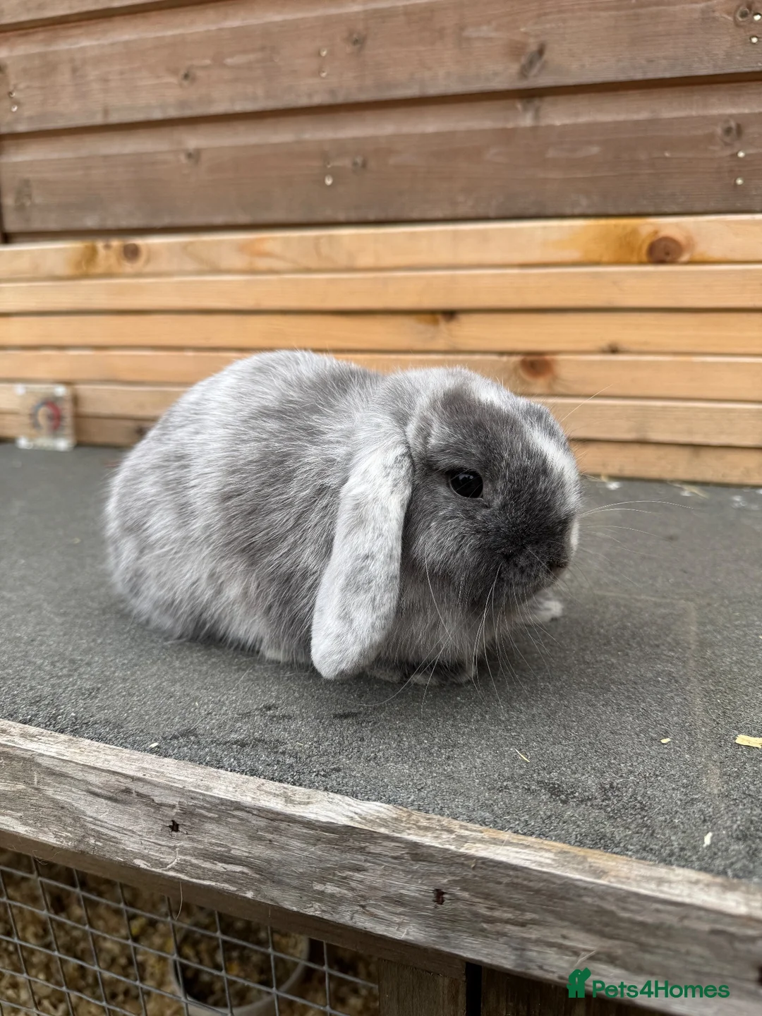 Mini Lop rabbits for sale: Magpie mini lop doe - Advert 2