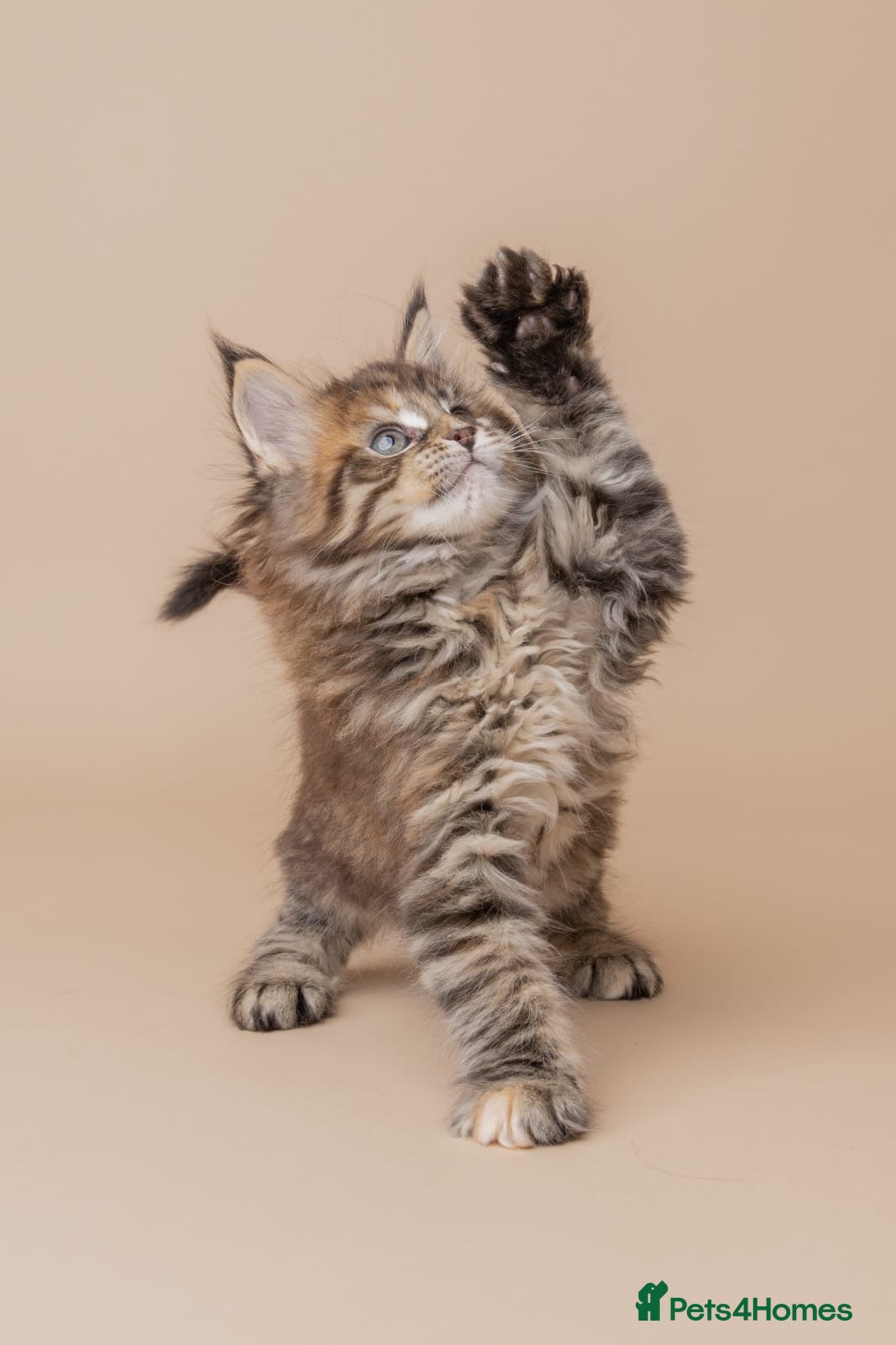 Maine Coon cats Last Maine Coon Girl Remaining 🐈‍⬛🤍 - Advert 16