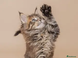 Maine Coon cats Last Maine Coon Girl Remaining 🐈⬛🤍 - Advert 16