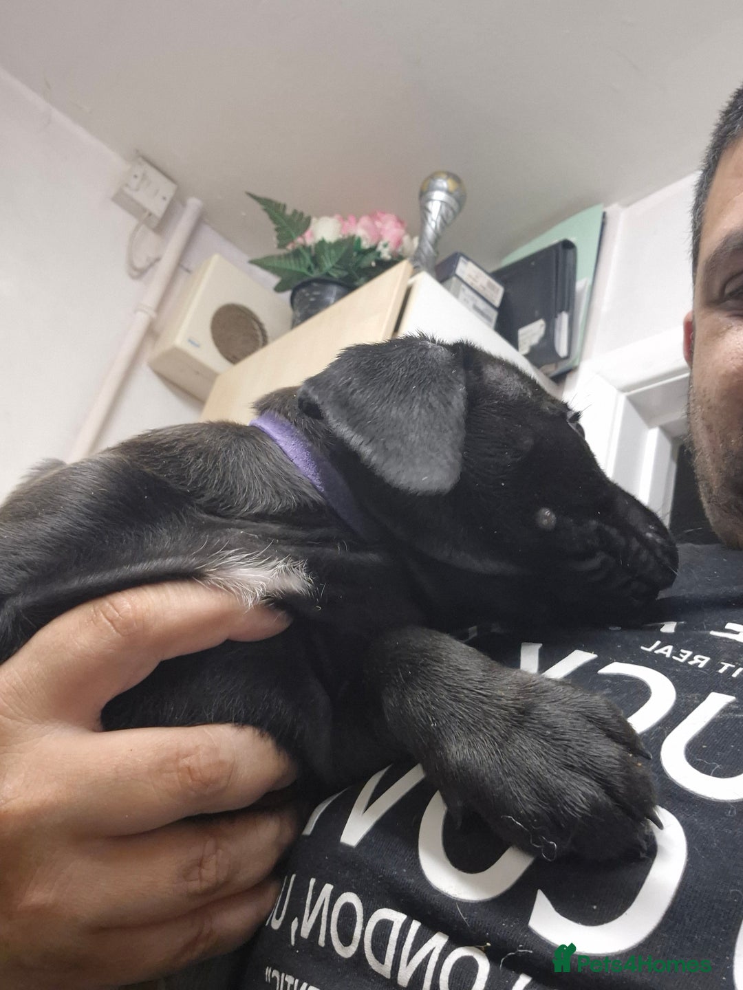 Mixed Breed dogs for sale: Beautiful litter of pups - Image 13