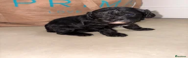 Cavapoochon 2