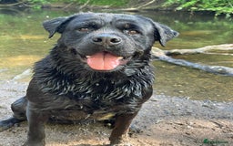 Rottweiler dogs for sale: Sasha.  - Image 8