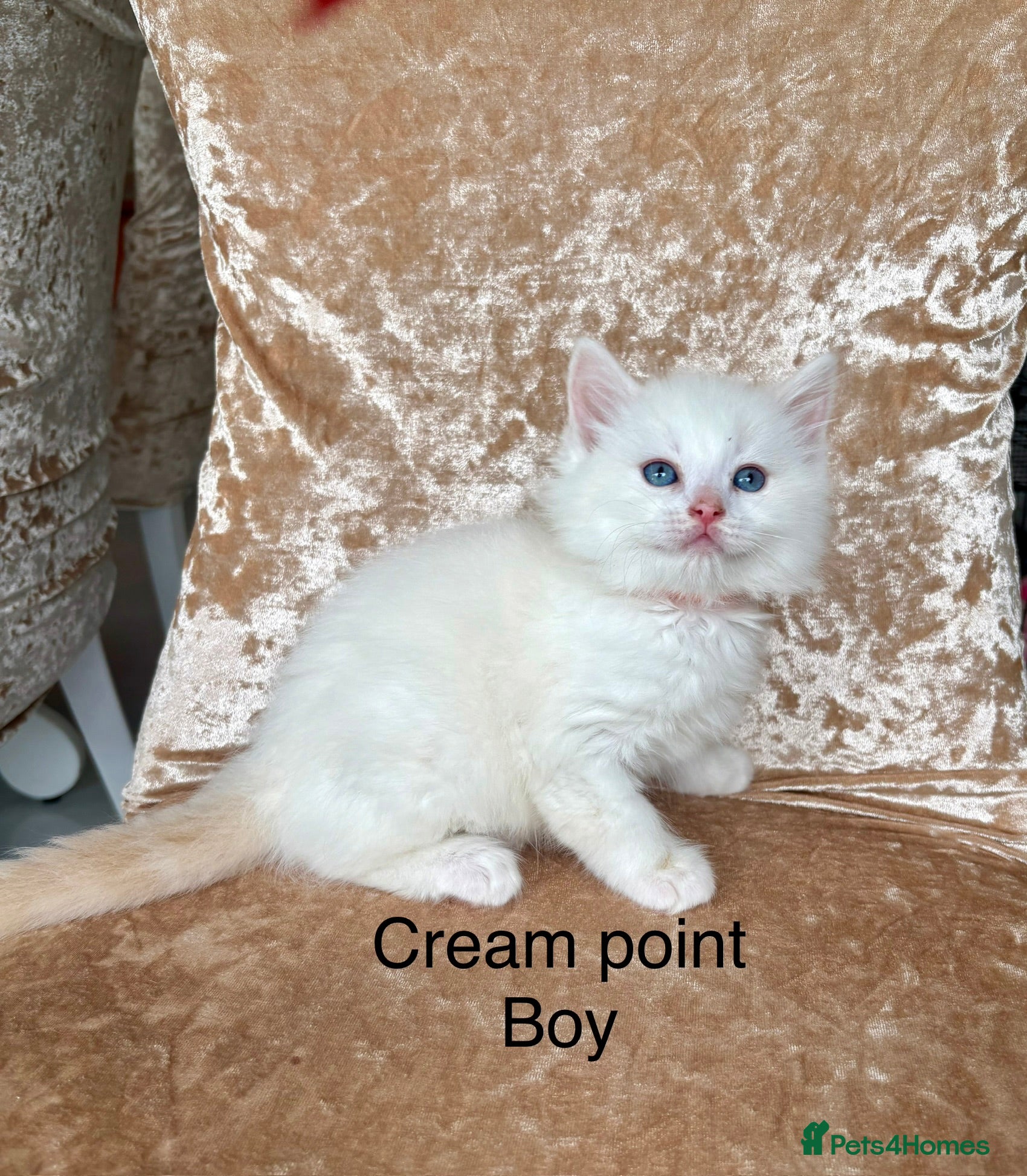 Ragdoll Kitten 2