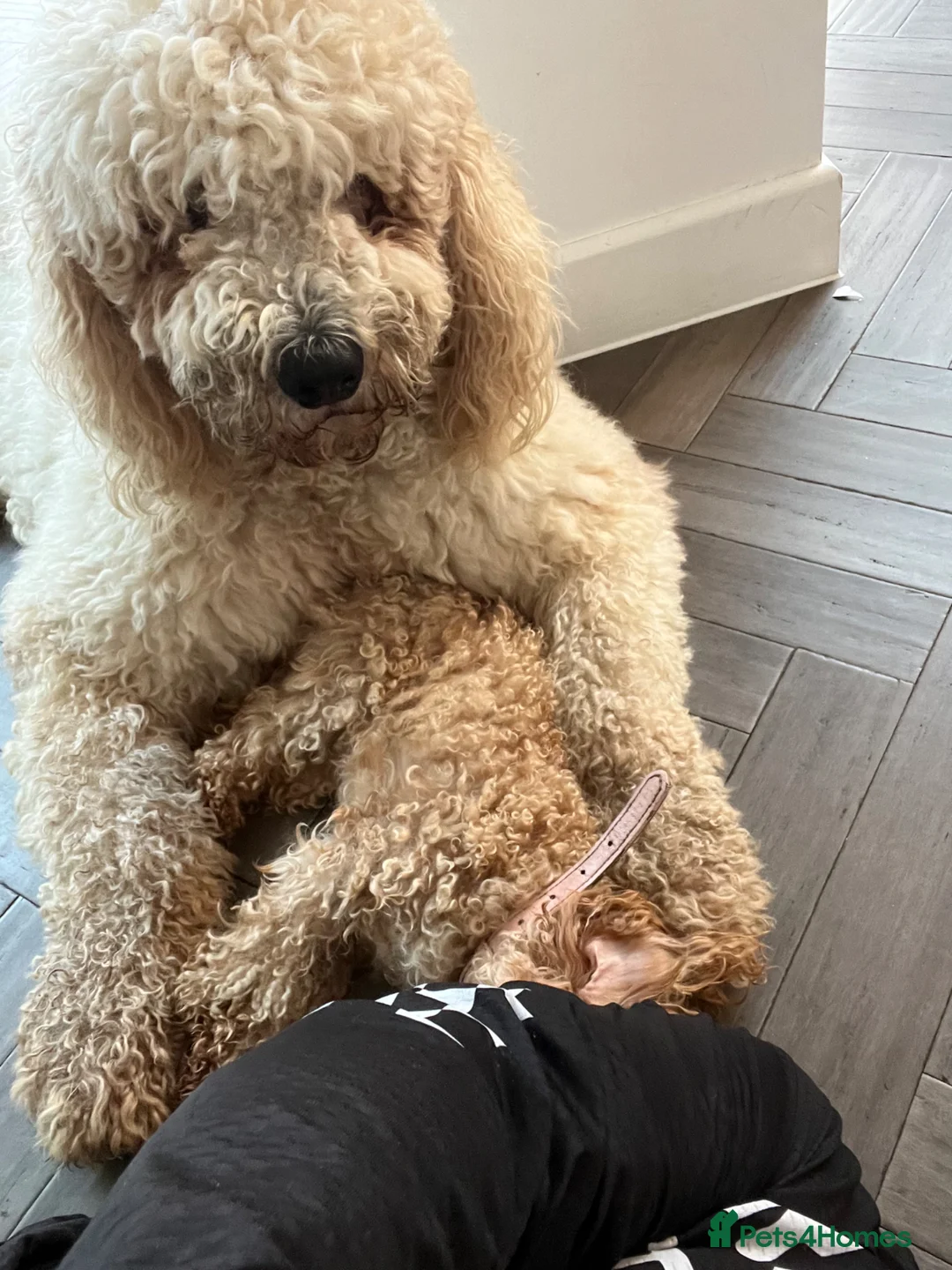 Komondor dogs for sale: Male Komondor in Chelmsford - Advert 5