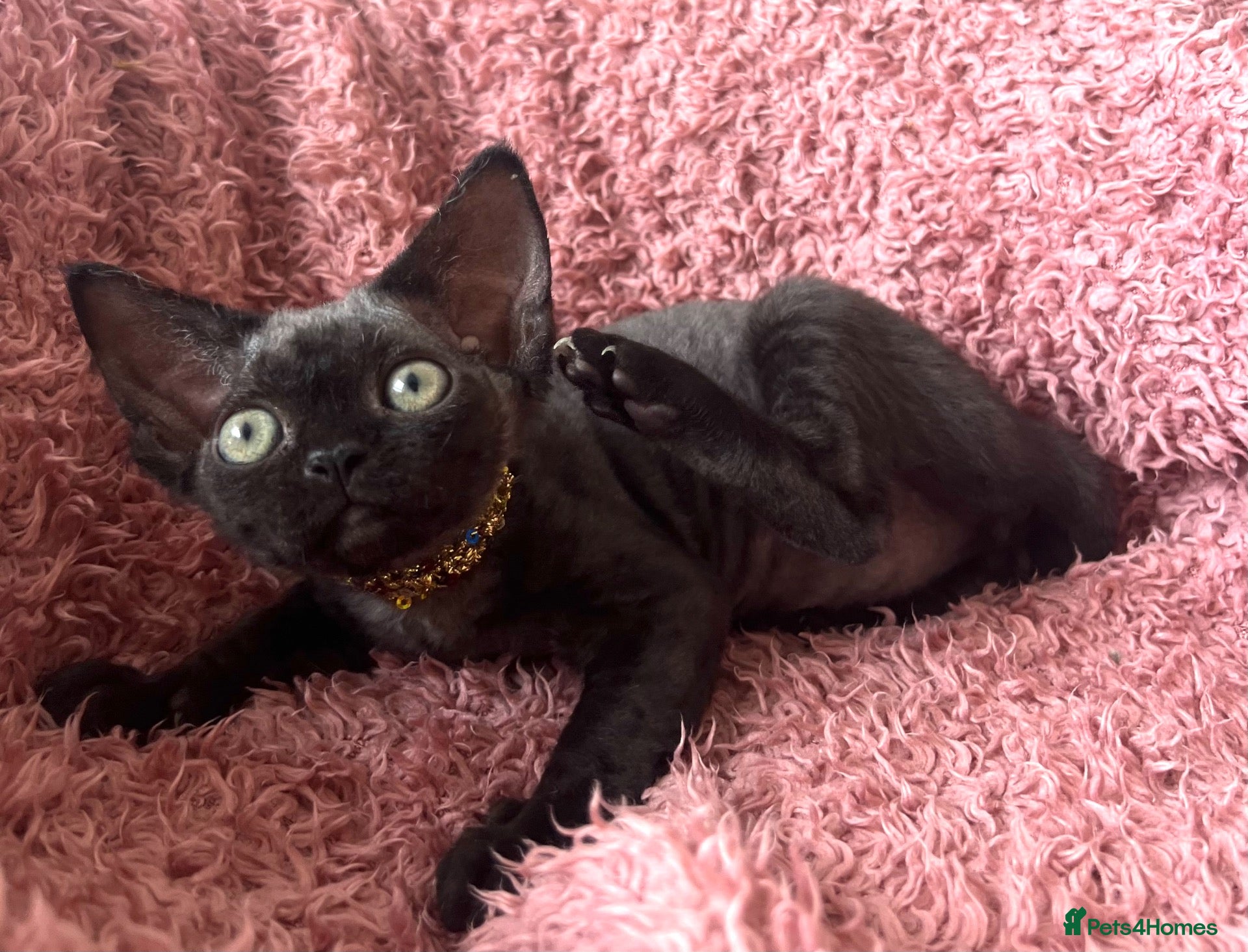 Devon Rex cats  Pedigree BEAUTIFUL DEVON REX kittens ✨ - Advert 3