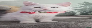 Maine Coon 5