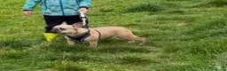 French Bulldog dogs for sale: French bulldog  - Advert 4