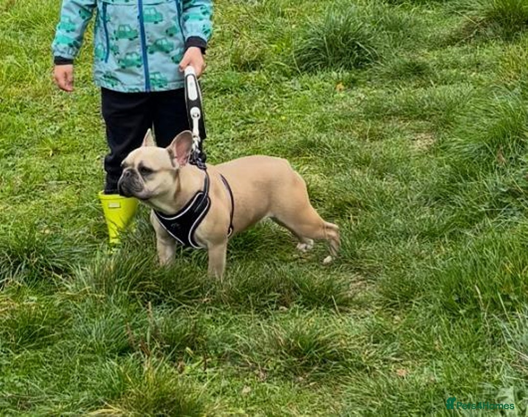 French Bulldog dogs for sale: French bulldog  - Advert 4