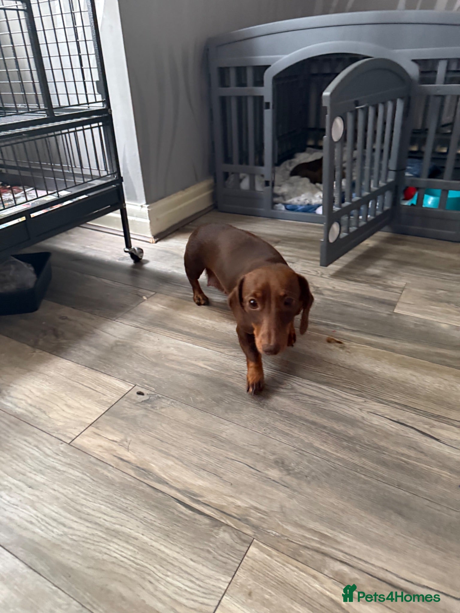 Miniature Dachshund dogs 4 beautiful boys available  - Advert 7