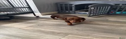 Miniature Dachshund dogs for sale: 4 beautiful boys available  in Wigan - Advert 1