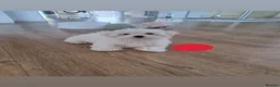Maltese dogs for sale: 🐾❤️Beautiful Maltese Puppies For Sale❤️🐶 - Advert 6