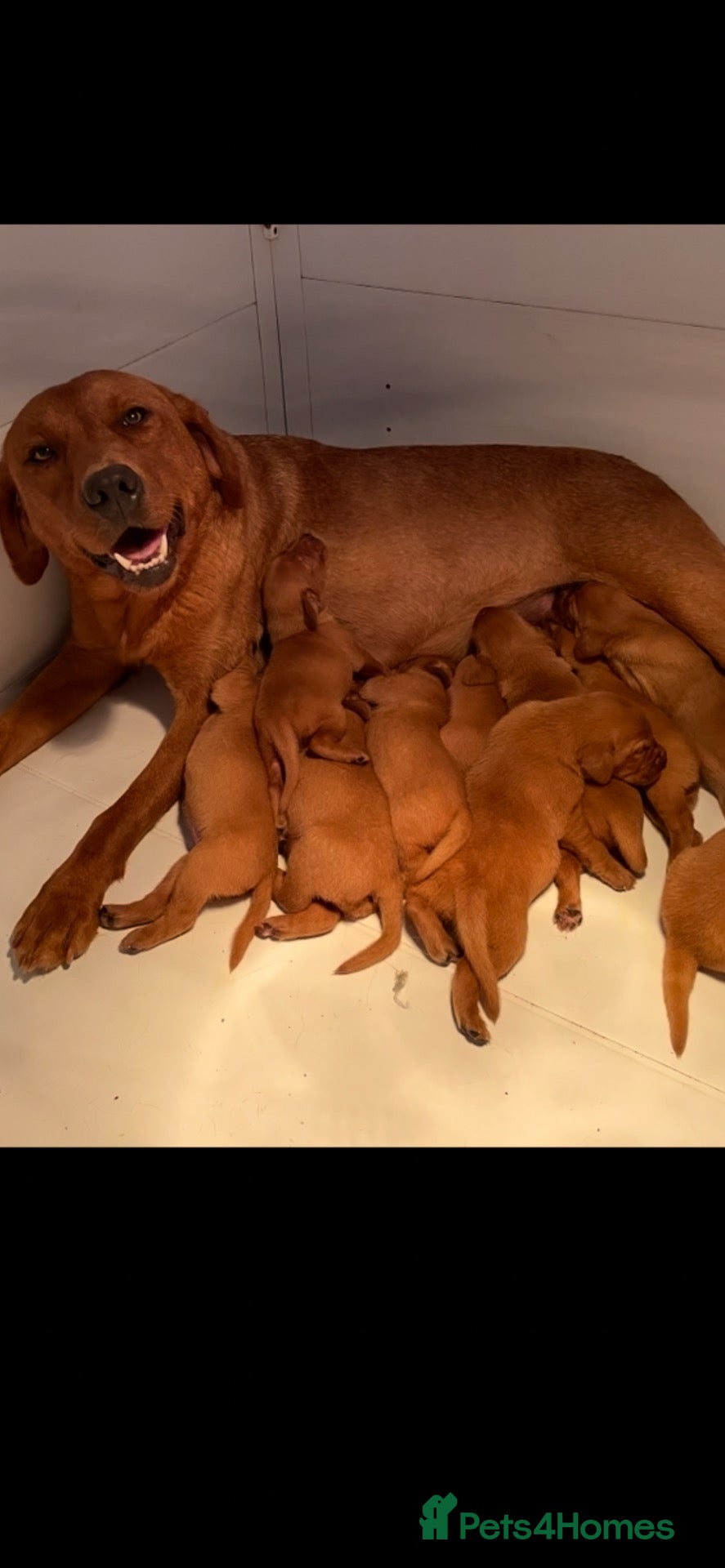 Labrador Retriever dogs Dark Fox Red Labrador Pups For Sale - Advert 1