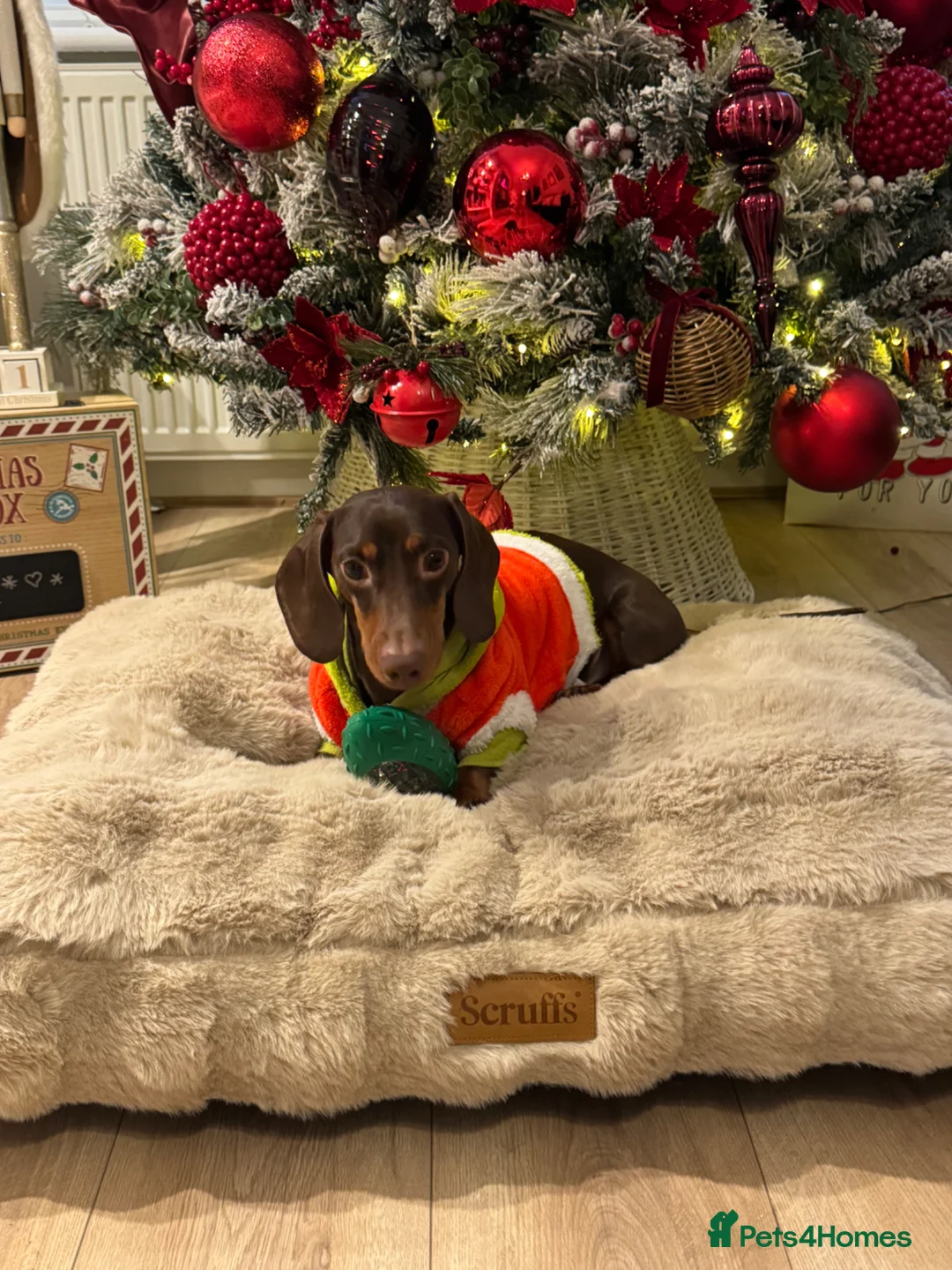 Miniature Dachshund dogs for sale: Chip  in Bolton - Advert 2