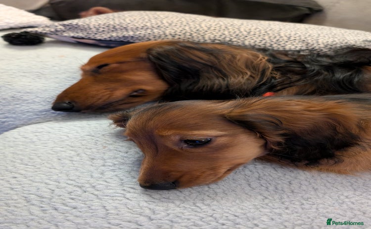 Miniature Dachshund dogs in Peterborough - Advert 13