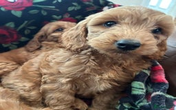 Cockapoo dogs for sale: 💖 Beautiful Red Cockapoo Puppies – Ready Now  - Image 6