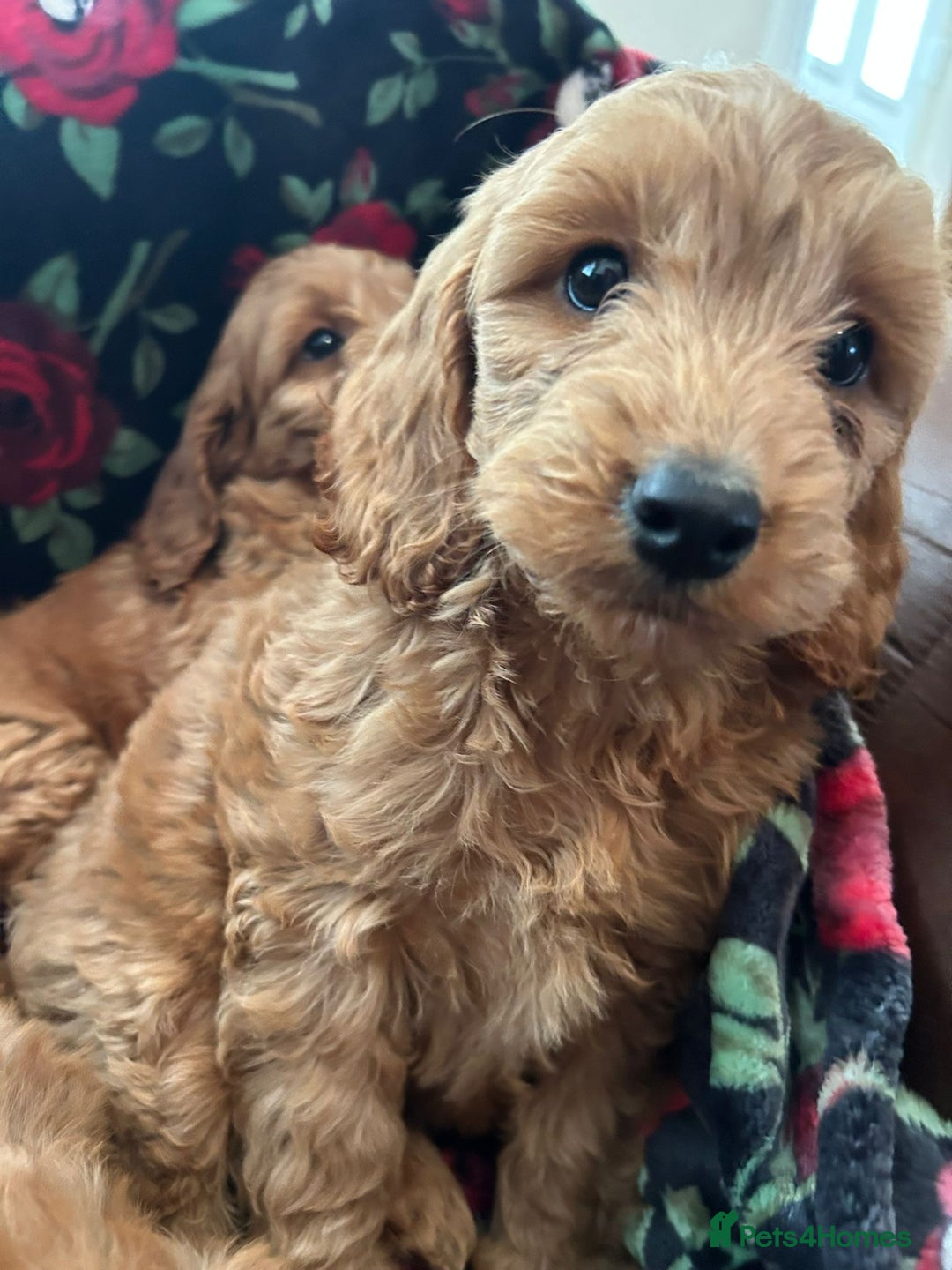 Cockapoo dogs for sale: 💖 Beautiful Red Cockapoo Puppies – Ready Now  - Image 6