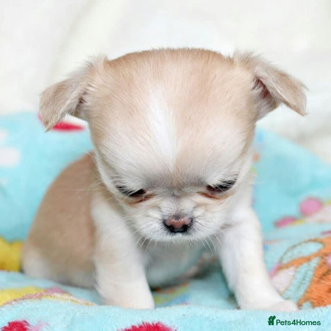 Chihuahua dogs for sale: Chihuahua Puppies For sale  - Advert 2