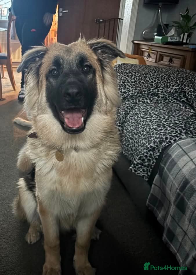German Shepherd dogs 10 month old German shepherd  - Advert 2