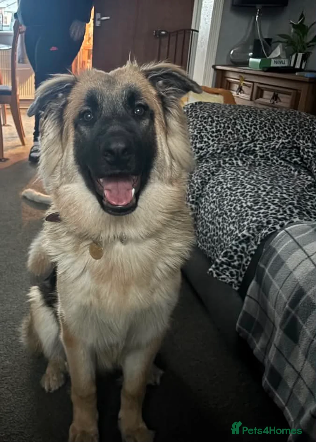 German Shepherd dogs for sale: 10 month old German shepherd  - Advert 1
