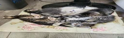 Mixed Breed cats for sale: Kittens for sale - Advert 3