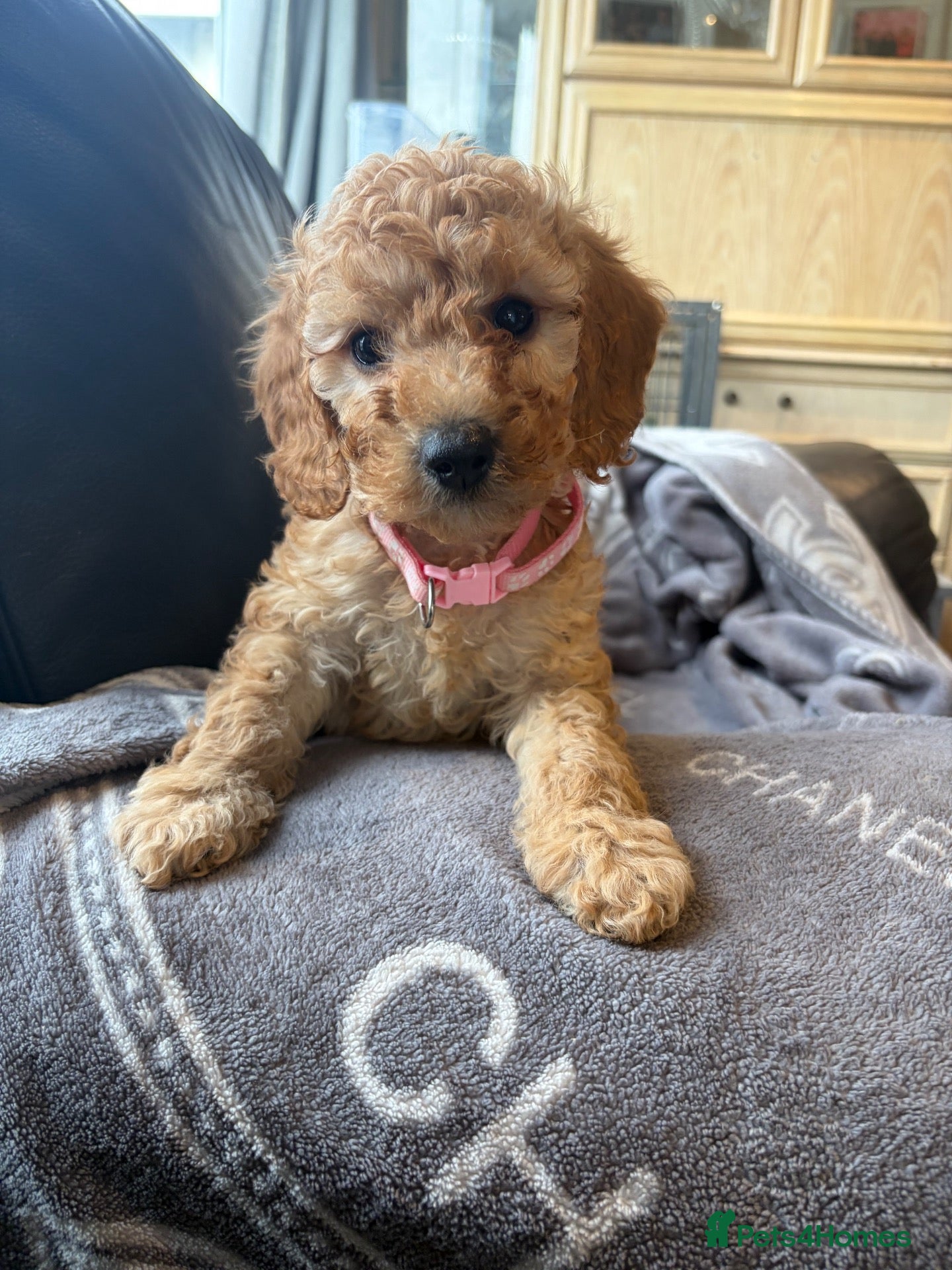 Cockapoo dogs for sale: Very  curly F1b  cockapoo fully health tested  - Advert 6