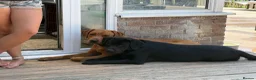 Labrador Retriever dogs for sale: LABRADOR PUPPIES DUE SOON  - Advert 4