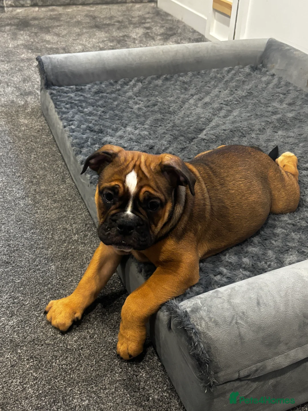 Olde English Bulldogge dogs for stud: Old English bulldog stud available  - Advert 6