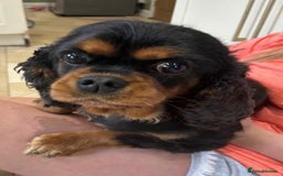 Cavalier King Charles Spaniel dogs for sale: Kc reg Cavalier female - Image 2