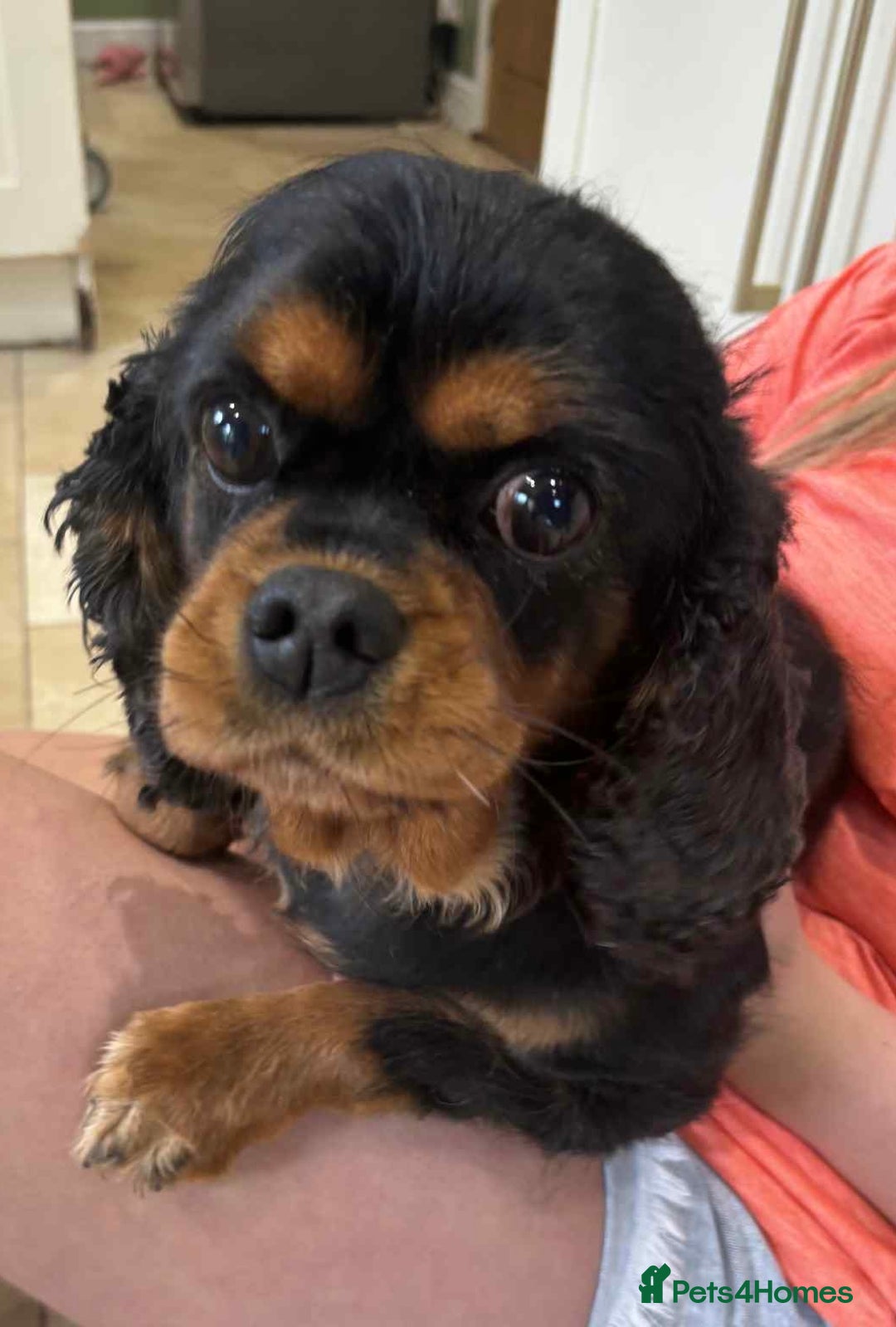 Cavalier King Charles Spaniel dogs for sale: Kc reg Cavalier female - Image 2