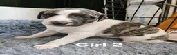 Whippet dogs for sale: KC reg Whippet puppies - Advert 9