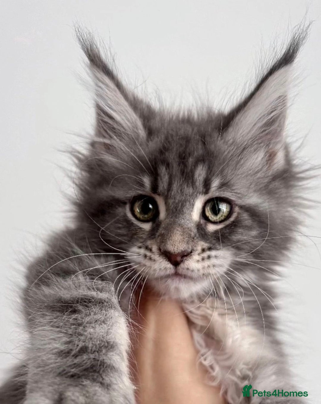 Maine Coon cats for sale: Xl Stunning Maine coon kittens  - Image 2