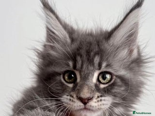 Maine Coon cats - Advert 36