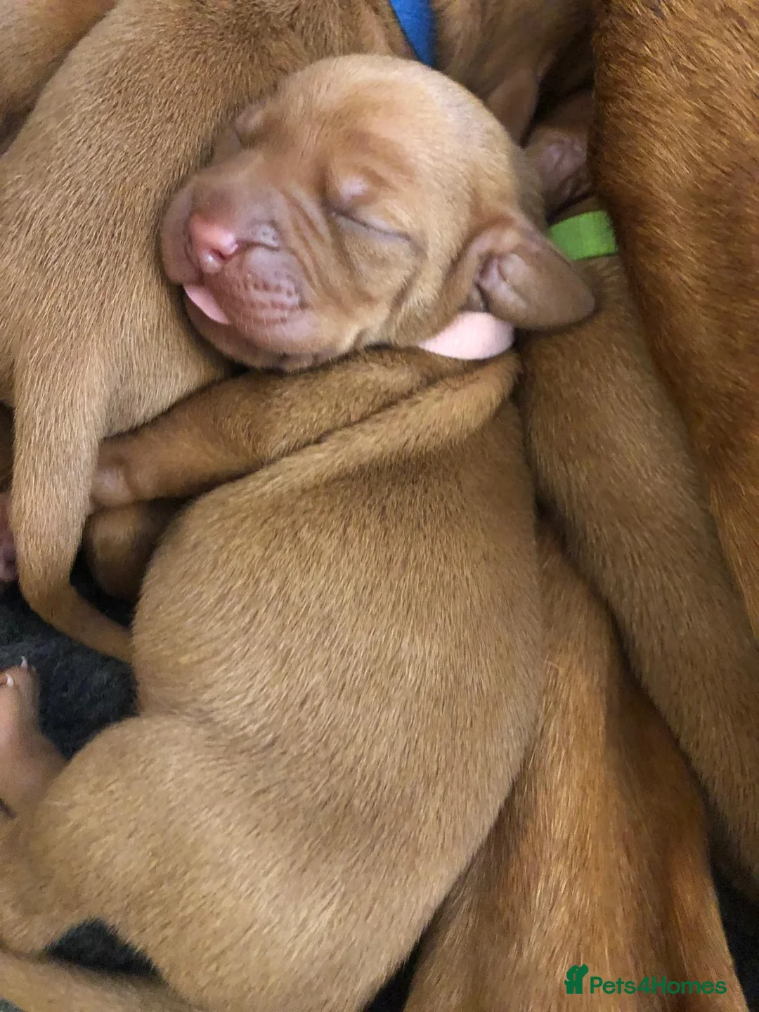 Hungarian Vizsla dogs for sale: Pedigree Vizsla Puppies in Doncaster - Advert 13