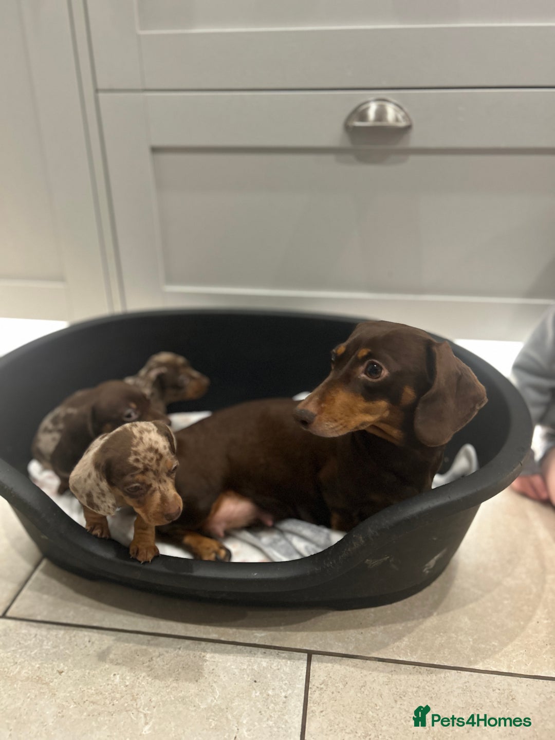 Miniature Dachshund dogs for sale: Stunning Miniature Dachshund Puppies-KC Registered - Advert 13