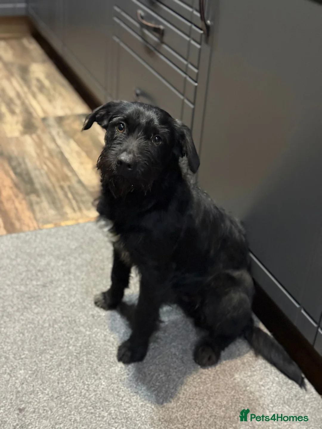 Mixed Breed dogs for adoption: LITTLE ARLO LOOKING FOR LOVE - Advert 27