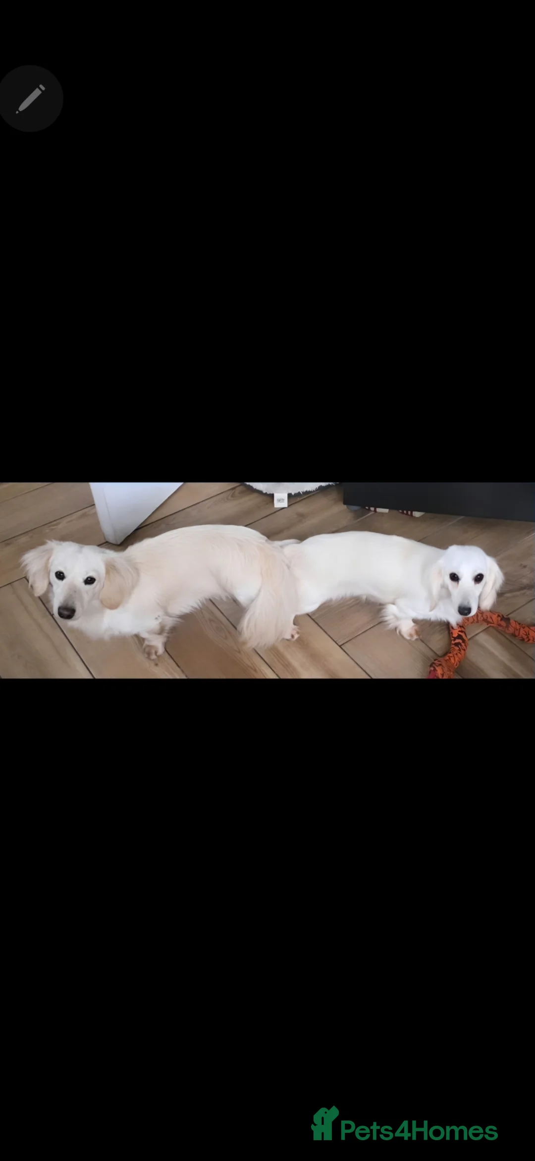 Miniature Dachshund dogs for stud: ⭐️STUNNING ee/ii DOUBLE INTENSITY CREAM STUD⭐️ - Advert 2