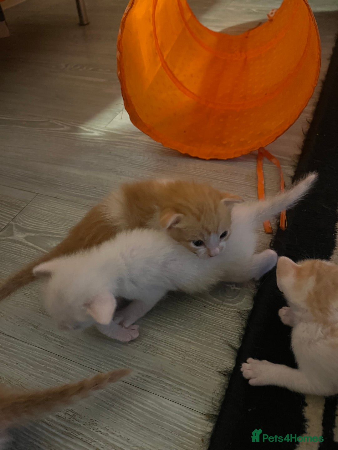 Oriental cats for sale: Gorgeous oriental kittens  - Advert 19